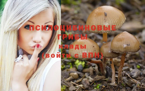 PSILOCYBIN Аркадак